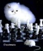 cat chess.jpg