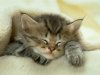 sleepingcat.jpg