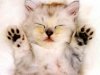 whitecat.jpg