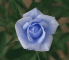 bluerose3.gif