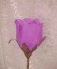 rose-purple.JPG