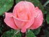 Lovely rose.jpg