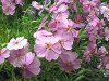 Flowers.jpg