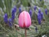 pink-tulip-blue-flowers.jpg