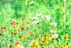 flowers1.jpg