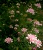 crownvetch.jpg