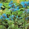 meconopsis%20betonicifolia.jpg