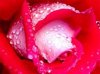 rose1.jpg