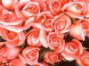 rose5.jpg