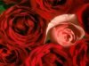 rose8.jpg