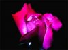 rose10.jpg