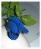 blue-rose.jpg