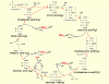 Kreb cycle.gif