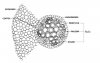 Xylem and phloem3.jpg