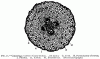 Xylem and phloem4.gif