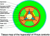 Xylem and phloem5.gif