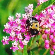 littlebee