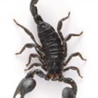 scorpion