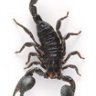 scorpion